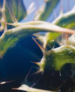 Weeds