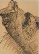Peces de los mares de Espaa